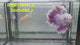 Live Male Betta Fancy Purple Light colors Halfmoon Rosetail (RSS-114) High quality what you see what you get!!