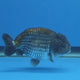 Thai Ranch Blue Silver 3.00" Body Female (FEB-810)R2B05