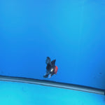 Thai Oranda Tri-Color 2in Male (FEB-550)R3B17