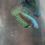 Live Male Betta Green-Gray Alien Hybrid wild Plakat (TNK-A147)S271✔️ High quality What you see What you get!!