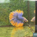 Live Male Betta Yellow blue Grizzle Halfmoon Rosetail  (SRR-09) What you see what you get!