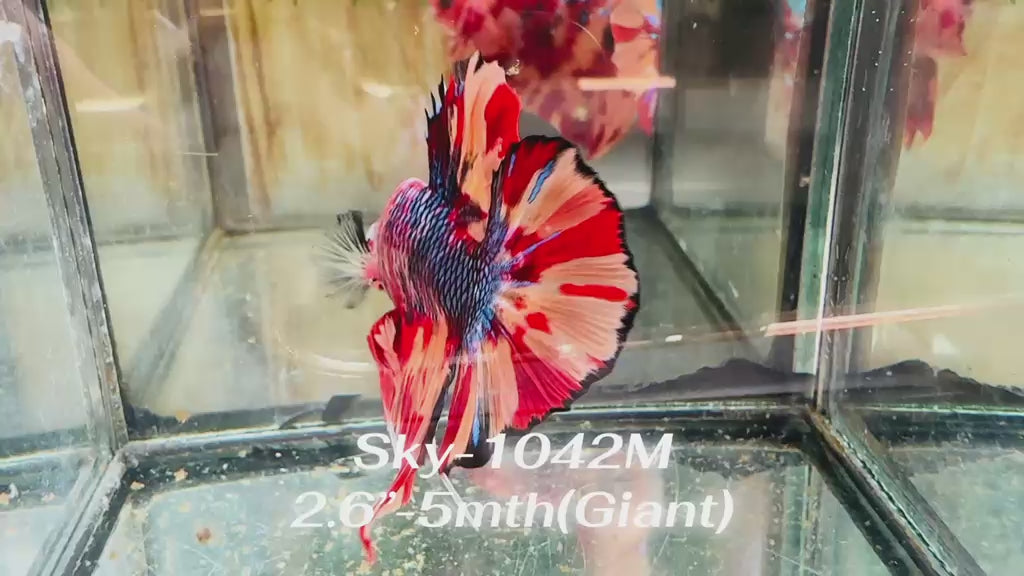 Live Male Betta Candy Nemo Giants Plakat (Sky-1042)H High quality what you see what you get!!