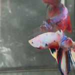 Live Male Betta Fancy Marble Two eye colors Over Halfmoon (TNK-A663)S242 High quality what you see what you get!!