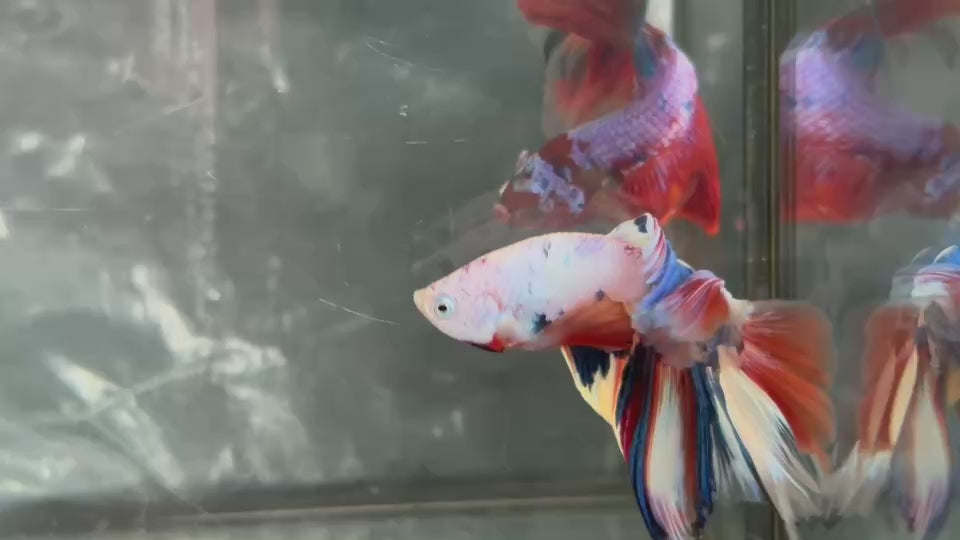 Live Male Betta Fancy Marble Two eye colors Over Halfmoon (TNK-A663) High quality what you see what you get!!