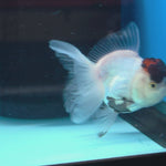 Thai Oranda Black Red Head Panda Jumbo Short body breed 2.5" Body Female 6mths(FEB-559)R3B22