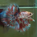 Live Male Betta Fancy Koi Metallic Halfmoon (MKP-521) High quality what you see what you get!!