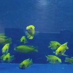 Live Freshwater Cichlid Yellow Peacock/Sunshine (Aulonocara Baenschi) (CHD-127)U013