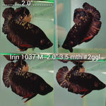 (IRIN-1037) BLACK COPPER FANCY PLAKAT MALE BETTA