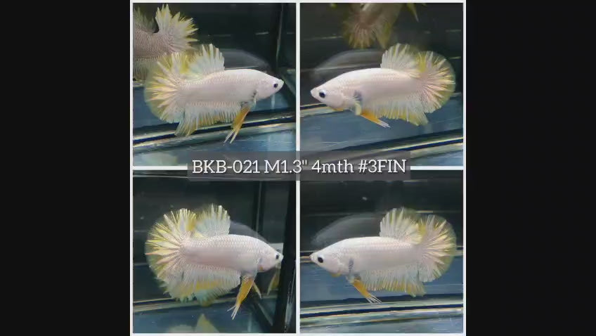 Live Male Betta Yellow Snow Dragon Plakat (BKB-021) High quality what you see what you get!!