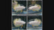 Live Male Betta Yellow Snow Dragon Plakat (BKB-021) High quality what you see what you get!!