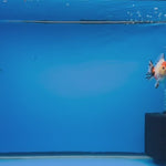 (KP-255) SHOGUN 2.5'' Calico Oranda (TUB15)