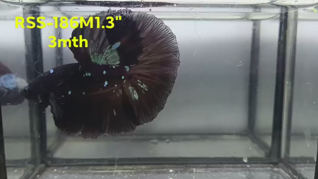 Live Male Betta Black Galaxy Avatar Halfmoon (RSS-186)High quality what you see what you get!!