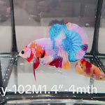 Live Male Betta Candy marble mixed colors Plakat (Sky-102) High quality what you see what you get!!