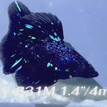 Live Male Betta Blackstar Avatar Halfmoon (Sky-831) High quality what you see what you get!!