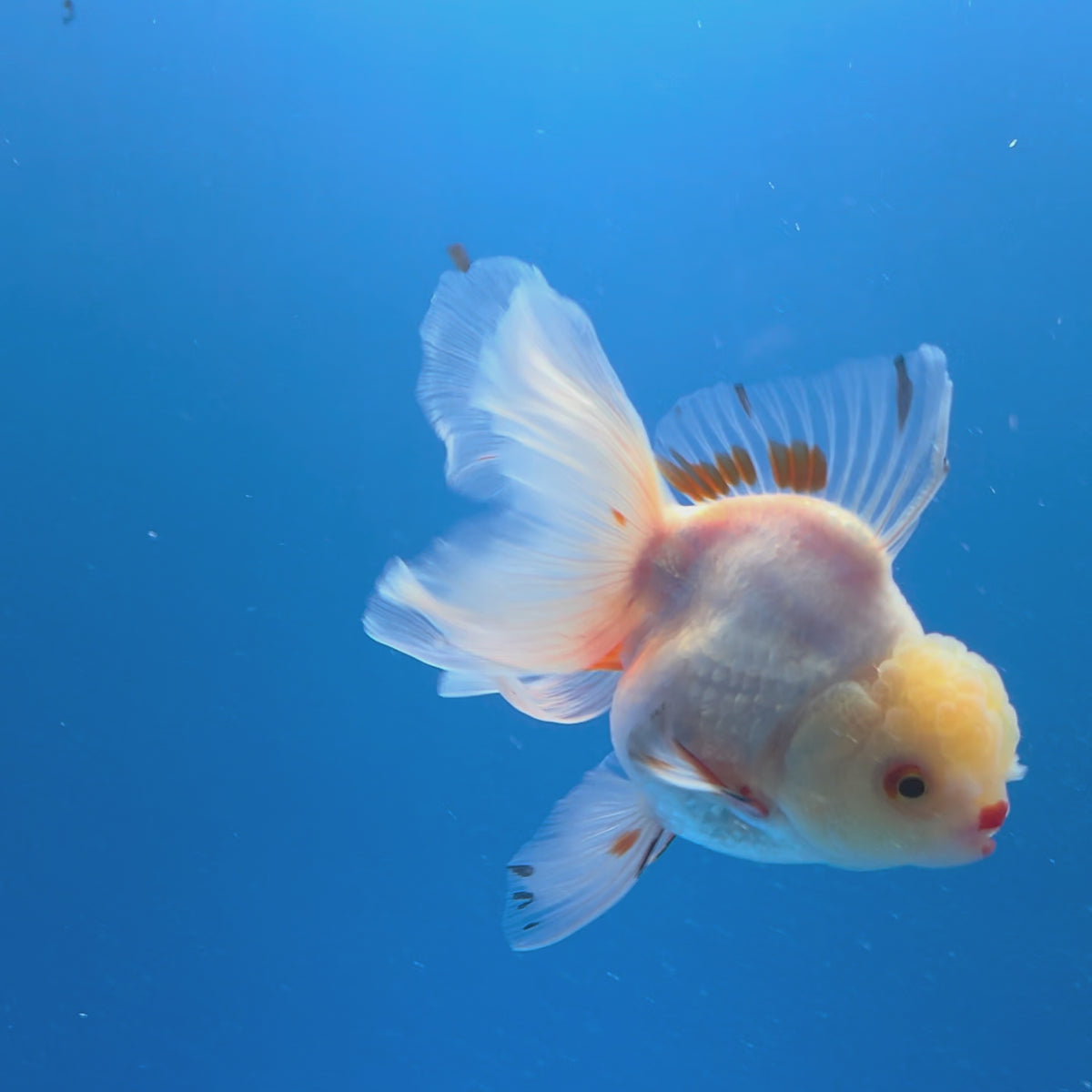 Thai Oranda Lemomhead Red & White 3.00" Body Male (FEB-793)R1B03