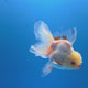 Thai Oranda Lemomhead Red & White 3.00" Body Male (FEB-793)R1B03