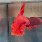 Live Male Betta Super Red Solid color Over Halfmoon (TNK-A49) High quality What you see What you get!!