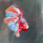 Live Male Betta Candy Mixed Colors Over Halfmoon (TNK-A458) High quality What you see What you get!!