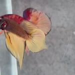 Live Male Betta Yellow Brown Chocolate Splendens Hybrid Wild Plakat (BID-158) High quality What you see What you get!!