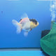 Thai Oranda Lemonhead Panda 2.5" Body Male (FEB-904)R3B20