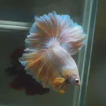 Live Male Betta Fancy Dragon Gold Halfmoon Rosetail (MKP-555) High quality What you see what you get!!