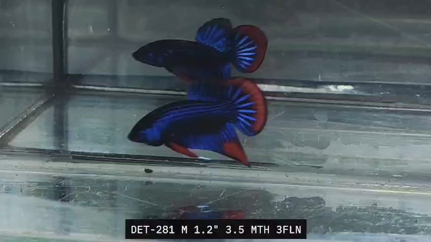 Live Male Betta Blue Red Hybrid Imbellis Wild Plakat (DET-281)CUP