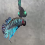 Live Male Betta Green Original Mahachai Wild Plakat (BID-106)S072 High quality what you see what you get!!