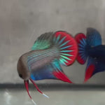 Live Male Betta Green Red Original Imbellis Wild Plakat (BID-179) High quality what you see what you get!!