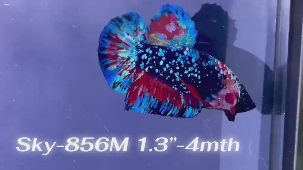 Live Male Betta Black Galaxy Koi Plakat (Sky-856) High quality what you see what you get!!