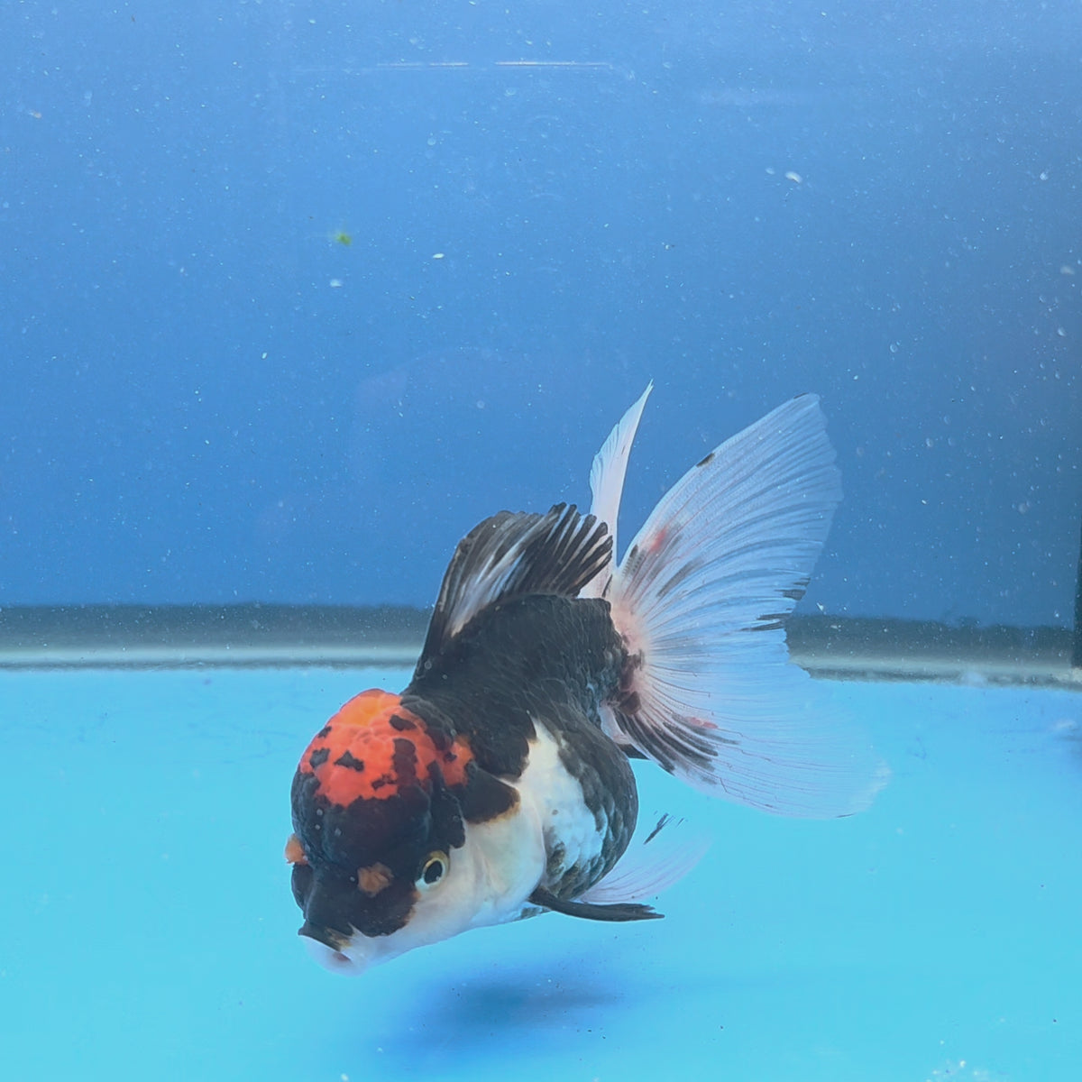 Thai Oranda Red Cap Panda 3.5" Body Female (FEB-886)R2B08