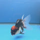 Thai Oranda Red Cap Panda 3.5" Body Female (FEB-886)R2B08