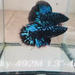 Live Male Betta Blue Blackstar Avatar Halfmoon (Sky-492)High quality what you see what you get!!