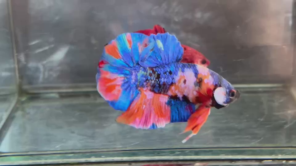 Live Male Betta Orange Blue Galaxy Koi Plakat (TNK-A766) High quality What you see What you get!!