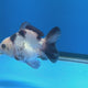 Thai Oranda Lemonhead Panda 3.00" Body Female (FEB-788)R1B03
