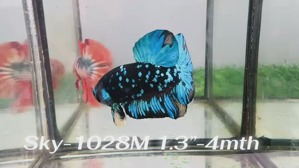 Live Male Betta Black Blue Galaxy Avatar Plakat (Sky-1028)H High quality what you see what you get!!
