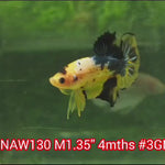 H Live Male Betta Yellow Copper Koi Plakat (NAW-130) What you see What you get!