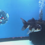Thai Oranda Panda 2.5” Female(FEB-649)R3B05