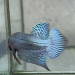 Live Male Betta Gray Alien Hybrid Wild Plakat (BID-57) High quality what you see what you get!!