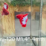 Live Male Betta Red Hellboy Startail Plakat (Sky-120) High quality what you see what you get!!