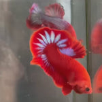 Live Male Betta Red Hellboy Startail Plakat (KSA-A574)High quality what you see what you get!!