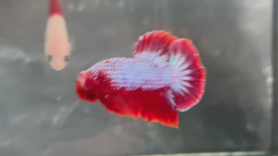 Live Male Betta Fancy Red Hellboy Plakat (TNK-A819) High quality what you see what you get!!