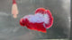 Live Male Betta Fancy Red Hellboy Plakat (TNK-A819) High quality what you see what you get!!