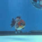 Thai Oranda Red Cap Blue Kirin Shogun Farm 2.5" Body Female 6mths(FEB-584)R3B02
