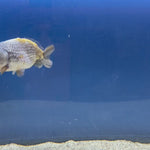 Thai Ranchu Silver Gold  Body 3in Female (FEB-492)