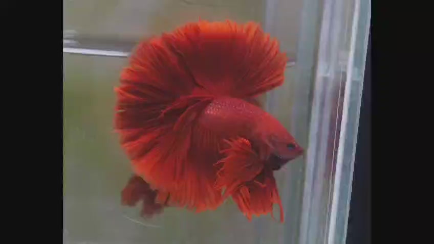 Super Red Over Halfmoon Rosetail Male Betta Our Choice (CBM-1012)