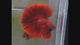 Super Red Over Halfmoon Rosetail Male Betta Our Choice (CBM-1012)