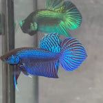 Live Male Betta Blue Mahachai Hybrid Wild Plakat (BID-182) High quality what you see what you get!!