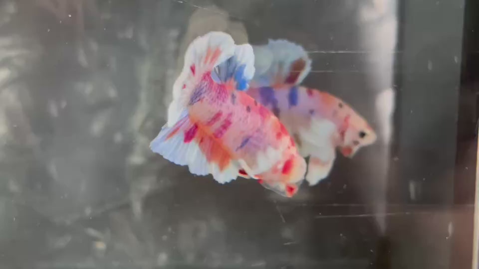 Live Male Betta Candy Multicolors Dumbo Plakat (TNK-A742) High quality What you see What you get!!