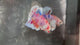 Live Male Betta Candy Multicolors Dumbo Plakat (TNK-A742) High quality What you see What you get!!