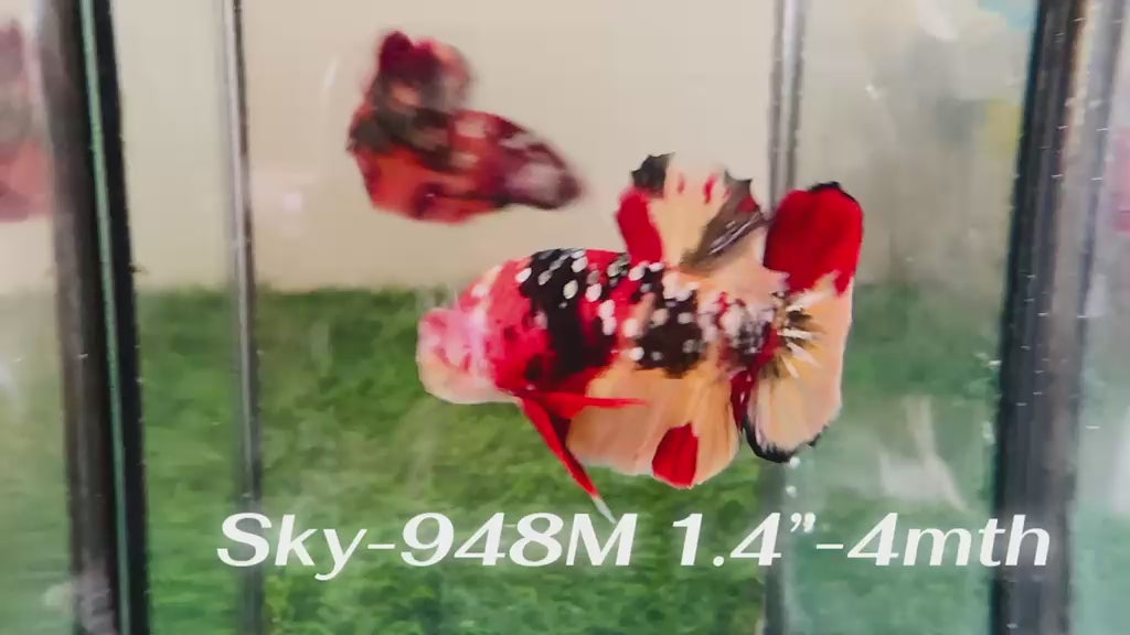 Live Male Betta Galaxy Nemo Plakat (Sky-948) High quality What you see What you get!!